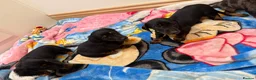 Miniature Dachshund dogs for sale: Miniature Dachshund  - Advert 4