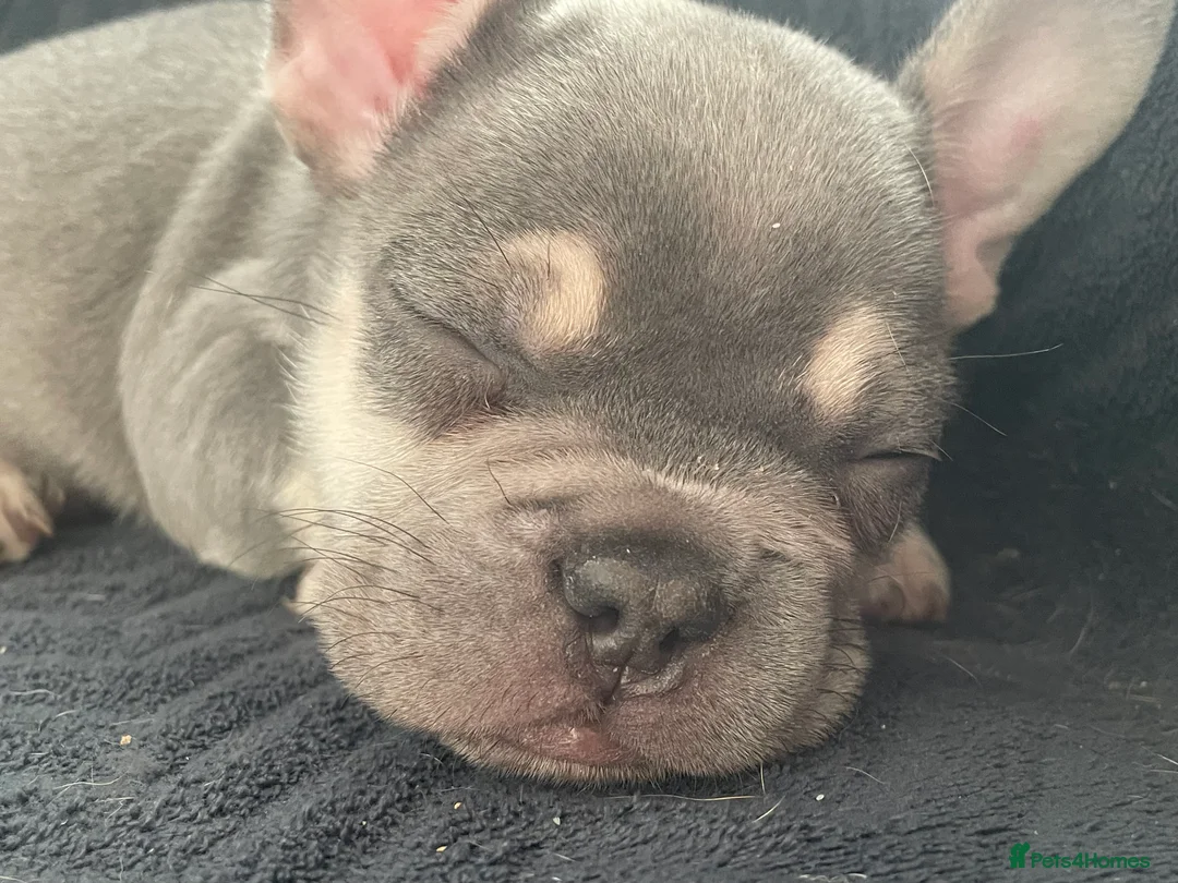 French Bulldog dogs for sale: Last French bulldog  - Advert 5