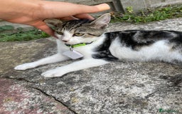 Domestic Shorthair cats for sale: Domestic short hair cat male - Image 1