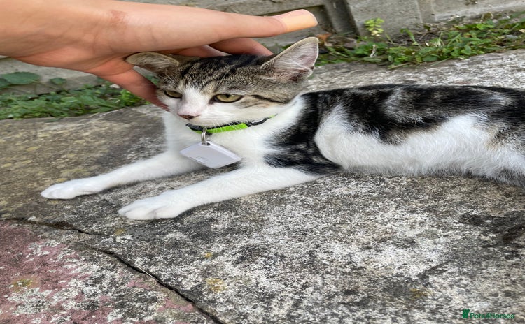 Domestic Shorthair cats - Advert 13