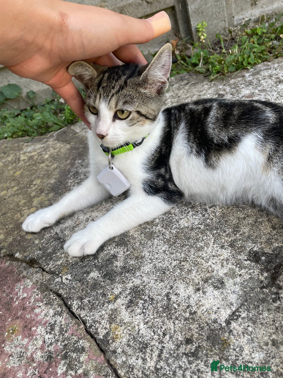 Domestic Shorthair cats for sale: Domestic short hair cat male - Image 1