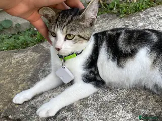 Domestic Shorthair cats Domestic short hair cat male - Advert 22