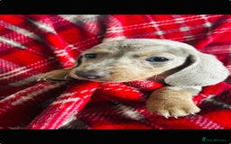 Dachshund dogs for sale: MINIATURE DACHSHUND PUPS FOR SALE  - Image 3