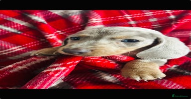 Dachshund dogs - Advert 1