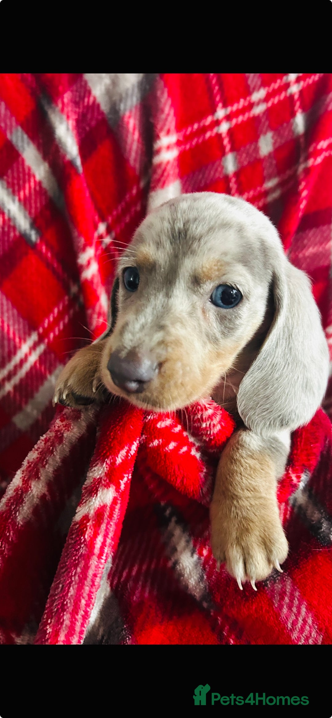 Dachshund dogs for sale: MINIATURE DACHSHUND PUPS FOR SALE  - Image 3