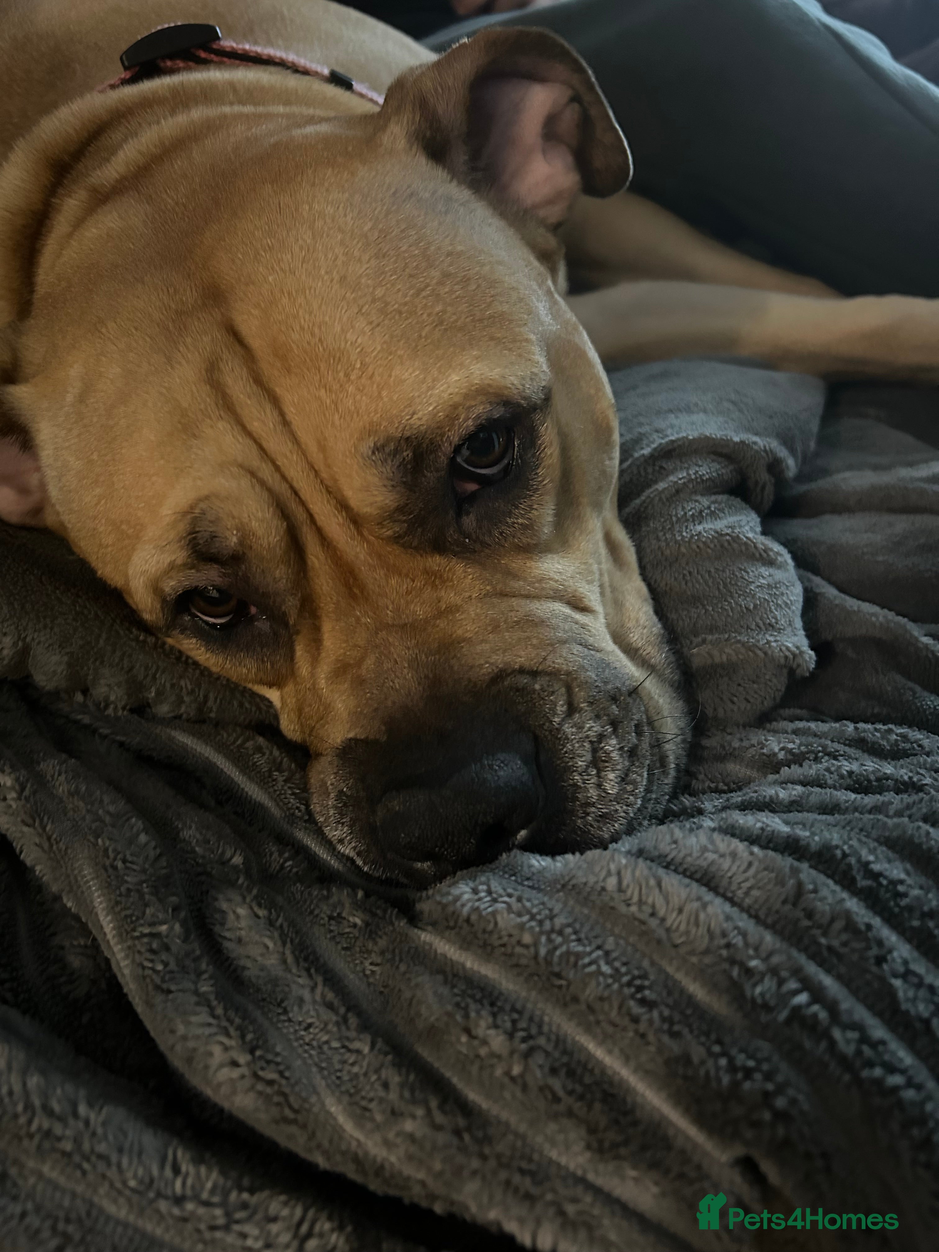 Mixed Breed dogs Came corso stuffy mix - Advert 11