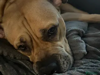 Mixed Breed dogs Came corso stuffy mix - Advert 2