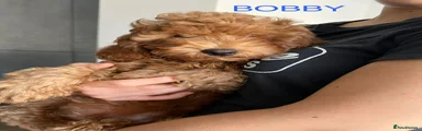 Bobby