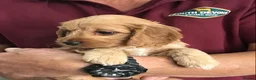 Cockapoo dogs for sale: Quality Healthy Mini Cockapoo Puppies - Advert 7