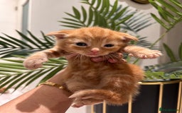 Scottish Fold cats for sale: Scottish fold/straight kittens  - Image 4