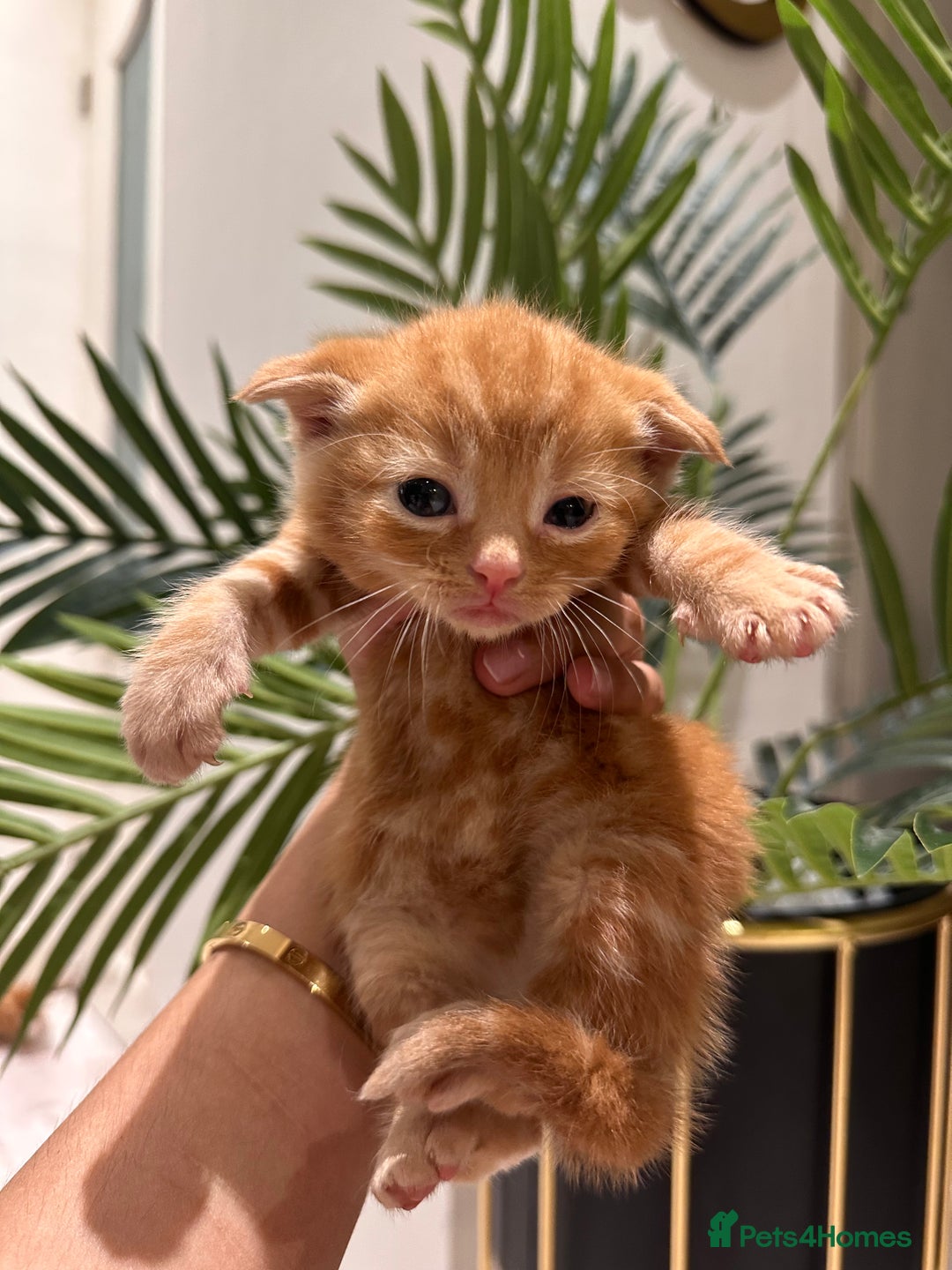 Scottish Fold cats for sale: Scottish fold/straight kittens  - Image 4