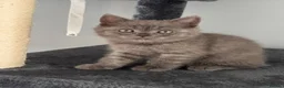 British Shorthair cats for sale: 🐾 British Shorthair Looking for Their Homes 🐾 - Advert 13