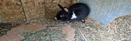 Mixed Breed rabbits for sale: Tiny, very curious. very friendly female rabbit   - Advert 5