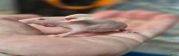 Mouse rodents for sale: Fancey Male and female mice - Advert 39