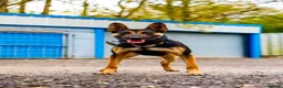 Belgian Shepherd Dog dogs for sale: *Ready now* BRN Female Dutch Herder  - Advert 3
