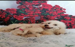 Maltipoo dogs for sale: Miniture Maltipoos  - Image 14