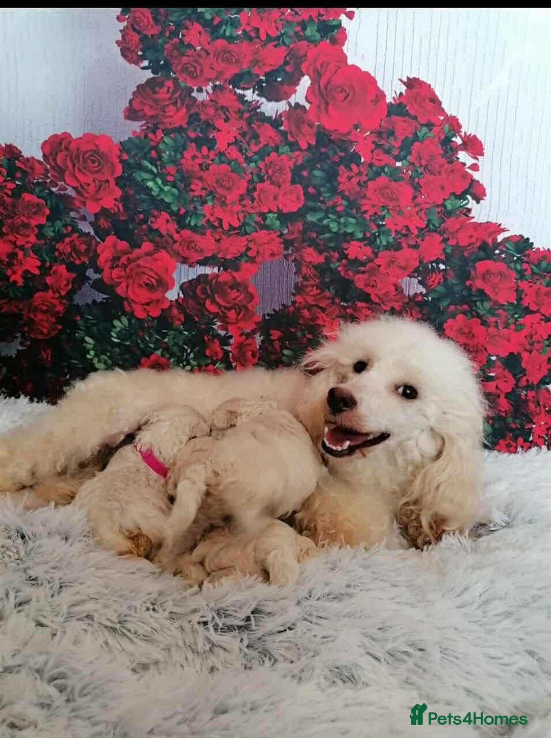 Maltipoo dogs for sale: Miniture Maltipoos  - Image 14