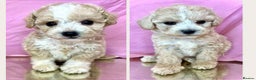 Cavapoo dogs for sale: Cavapoo Puppies known for there tight Curley coats - Advert 4