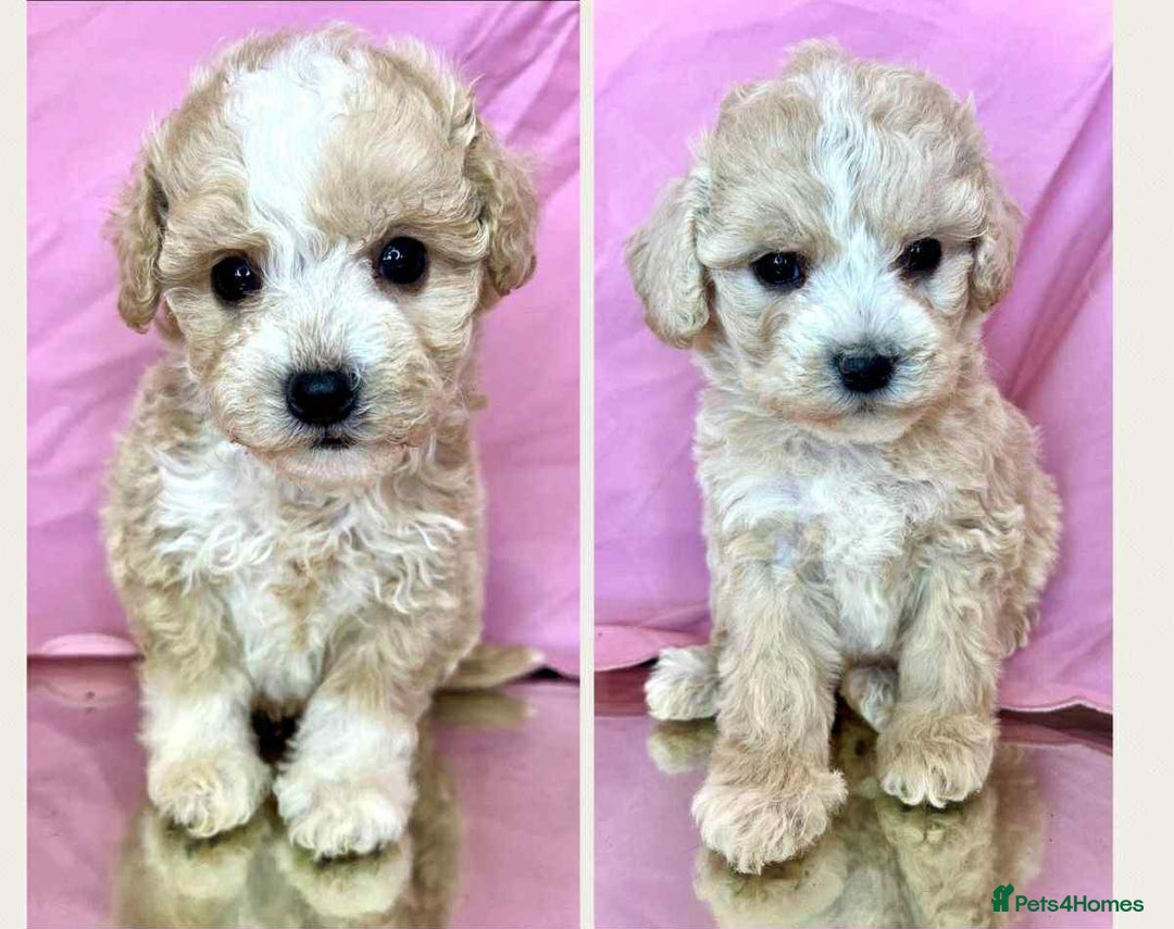 Cavapoo dogs for sale: Cavapoo Puppies known for there tight Curley coats - Advert 4