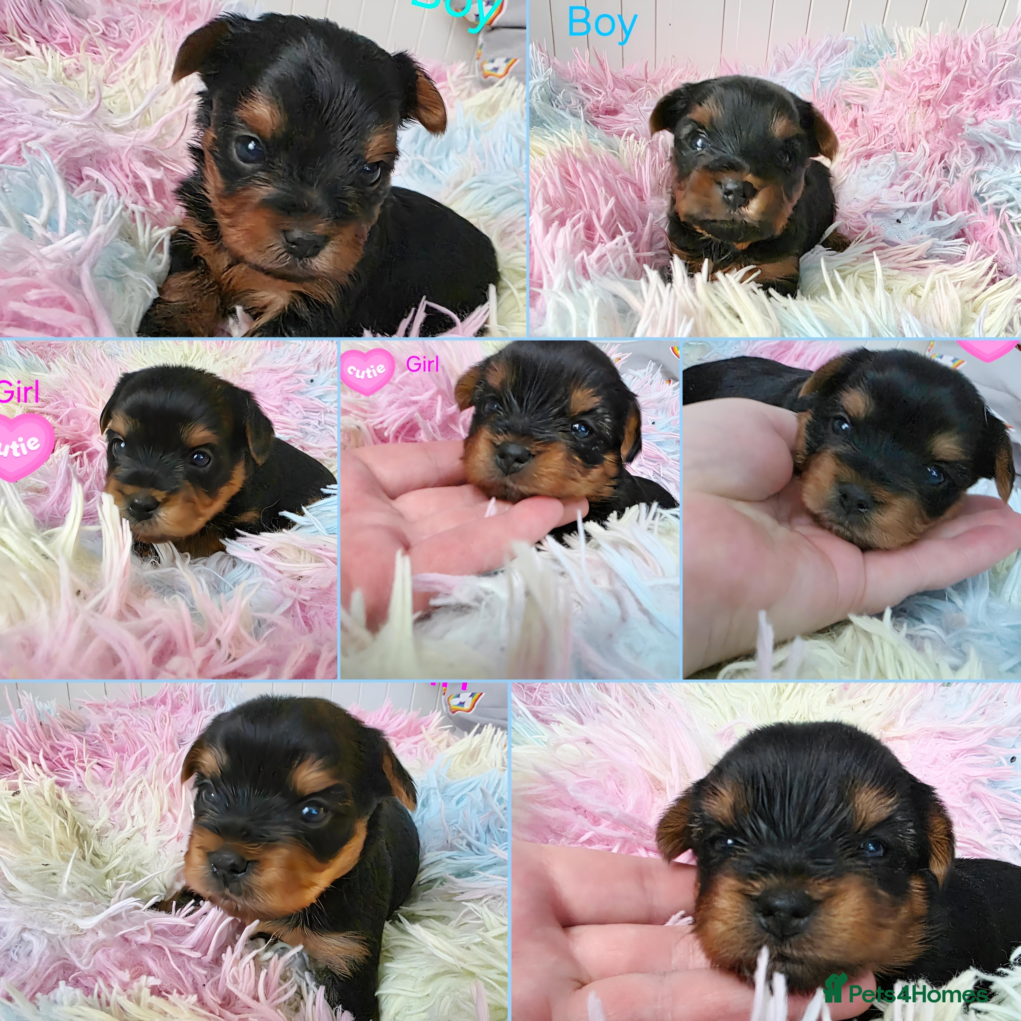 Yorkshire Terrier dogs  Yorkshire terrier Kc.Reg.5 gen.Pedigree🐶❤️ 🏆 - Advert 7