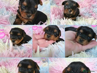 Yorkshire Terrier dogs Yorkshire terrier Kc.Reg.5 gen.Pedigree🐶❤️ 🏆 - Advert 4