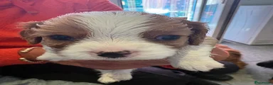 Cavalier King Charles Spaniel 1