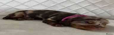 💜 Dark Pink Collar: Long Haired Chocolate & Tan Dapple Girl