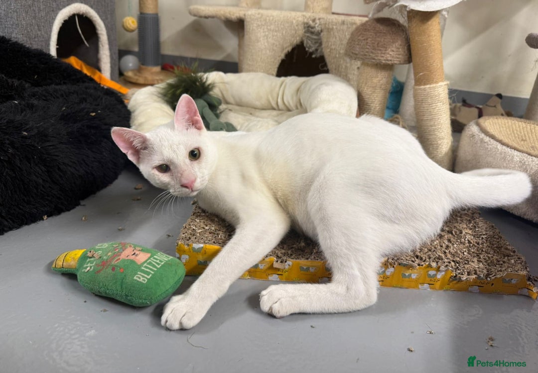 Mixed Breed cats for adoption: PIKA-PARKER SHORT HAIRBREED THAT LOOSE LITTLE HAIR - Advert 5