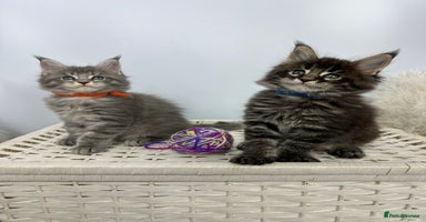 Maine Coon cats - Advert 9