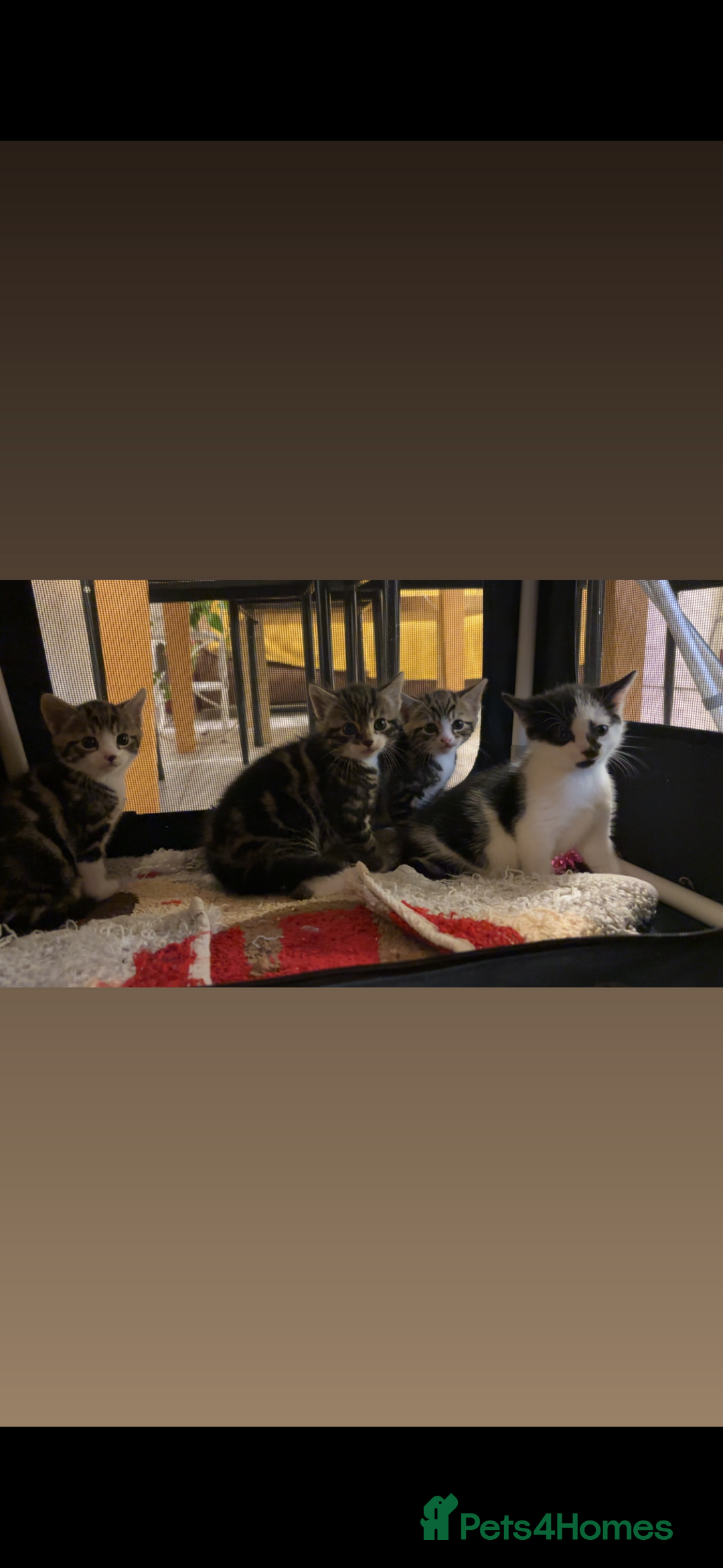 American Shorthair cats for sale: Kittens for Sale - Advert 1
