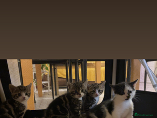 American Shorthair cats Kittens for Sale - Advert 3
