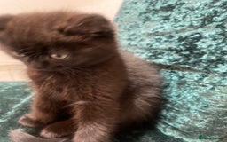 British Shorthair cats for sale: British shorthair chocolate brown mocha kitten - Advert 9