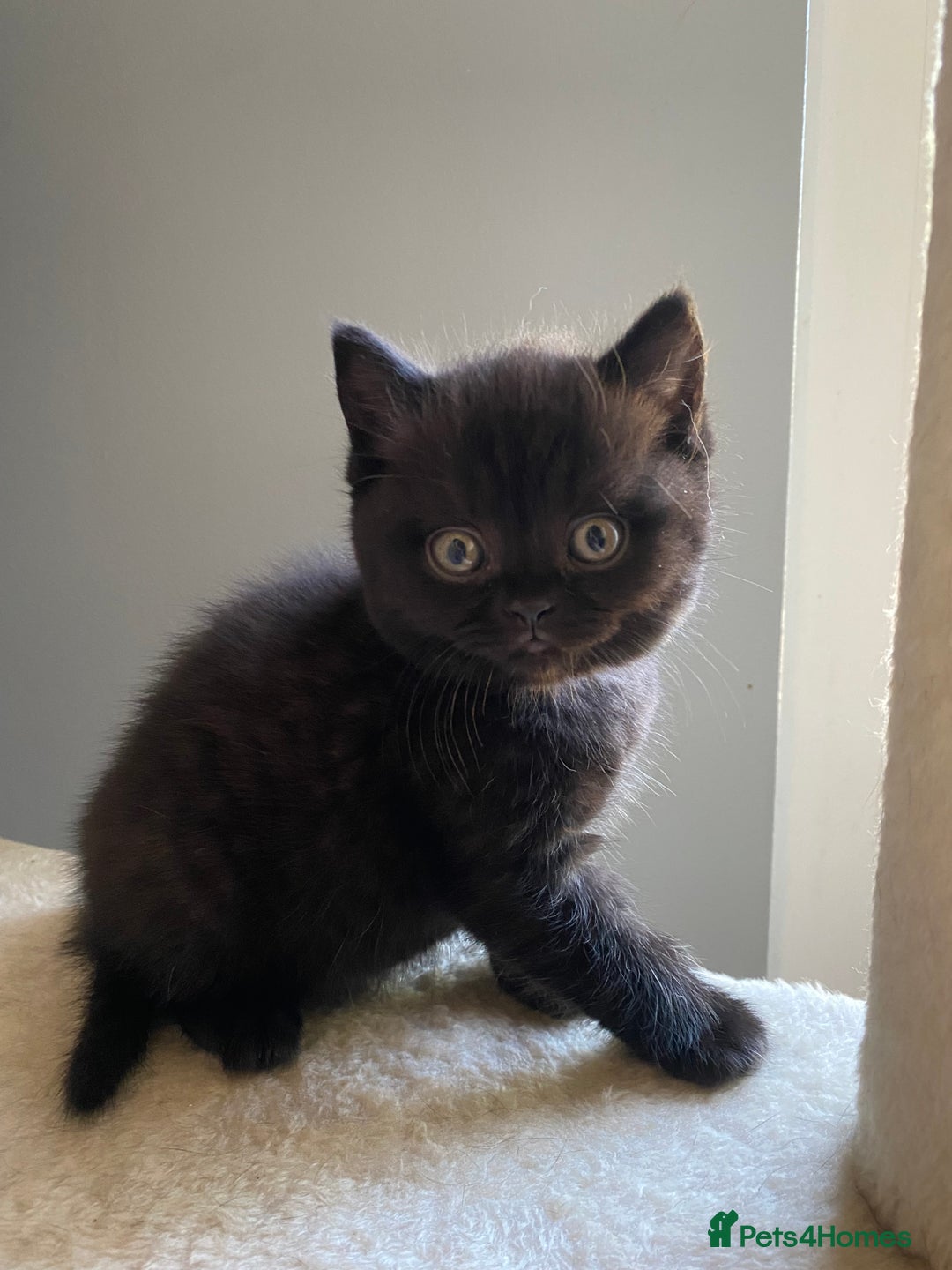 British Shorthair cats for sale: Beautiful British Short Hair Kittens in Coventry - Image 13
