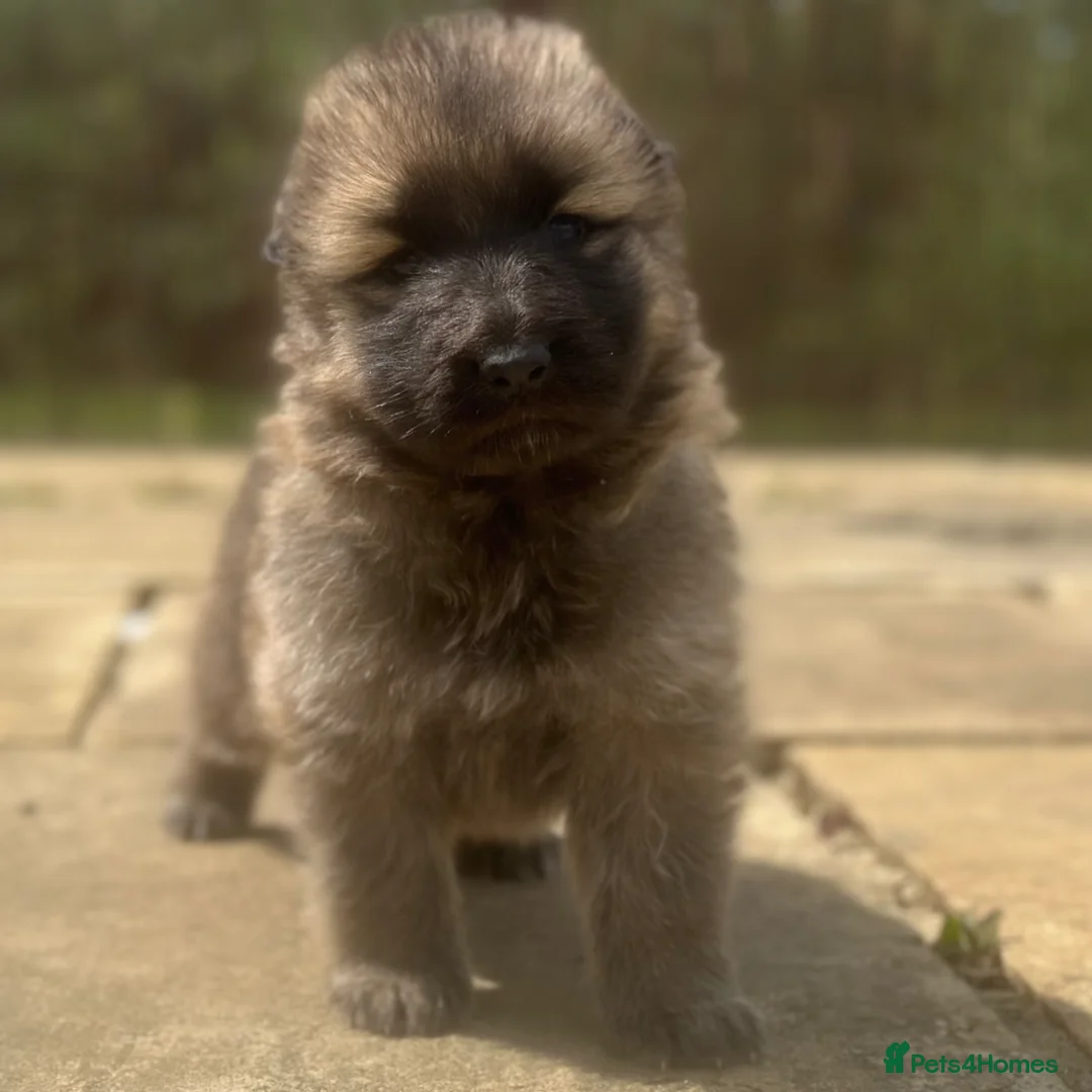 German Shepherd dogs for sale: Stunning German Shepherd puppies for sale  in Templecombe - Advert 1