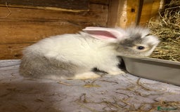 Mini Lop rabbits for sale: New litter added, angora/lionhead bunny rabbits  - Image 6