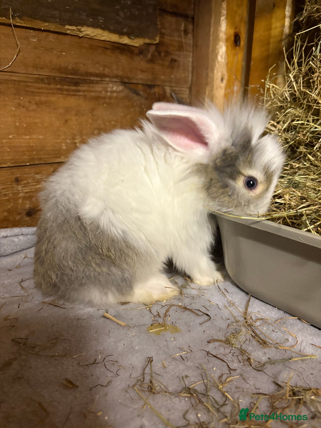 Mini Lop rabbits for sale: New litter added, angora/lionhead bunny rabbits  - Image 6