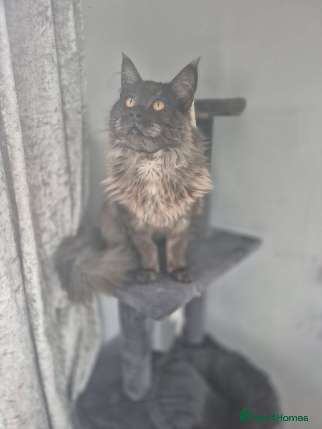 Maine Coon cats for stud: Tica Active Registered Black Smoke MaineCoon Stud in Heckmondwike - Image 8