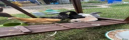 Chickens poultry for sale: Chickens 11 weeks ready for new homes - Advert 2