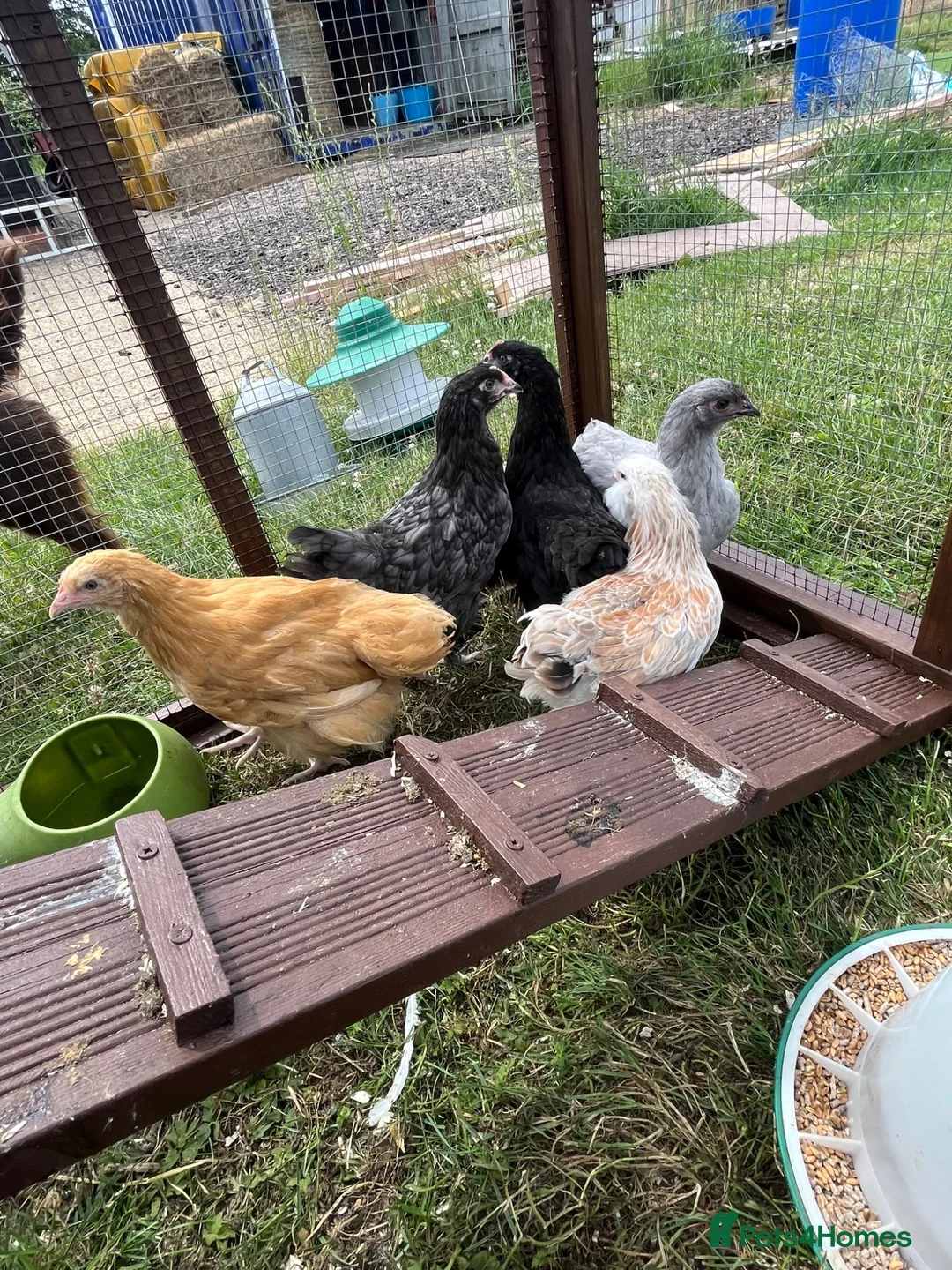 Chickens poultry for sale: Chickens 11 weeks ready for new homes - Advert 2