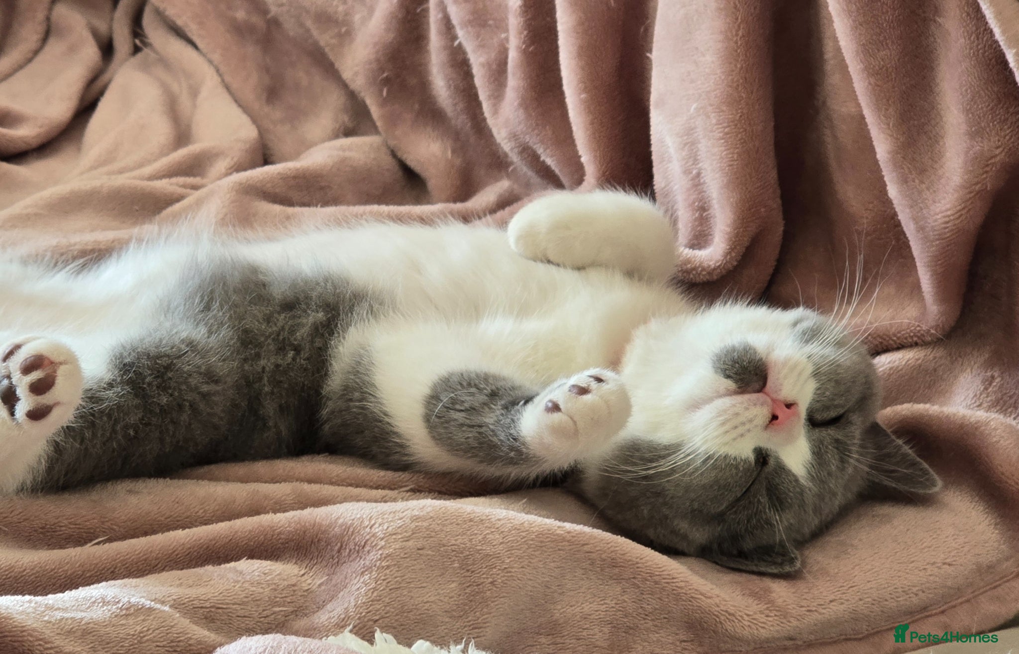 British Shorthair cats 💫 TICA registered British Shorthair Males - Advert 15
