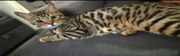 Mixed Breed cats for sale: Bengal & Blue Russian Girl 1Year Old - Advert 4