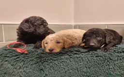 Mixed Breed dogs for sale: Moyen Poodles - Image 3