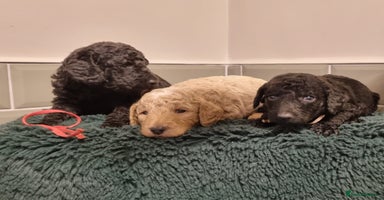 Mixed Breed dogs - Advert 3