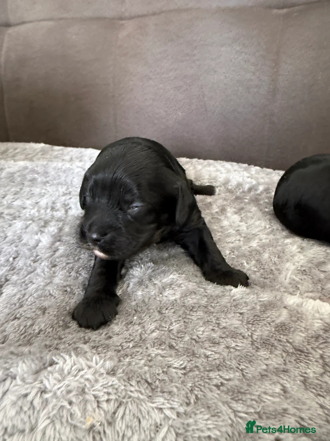 Cavapoo dogs for sale: Cavapoo f1 health tested 5* incensed  - Advert 21