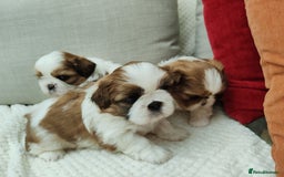 Shih Tzu dogs for sale: Shih Tzu - Image 12