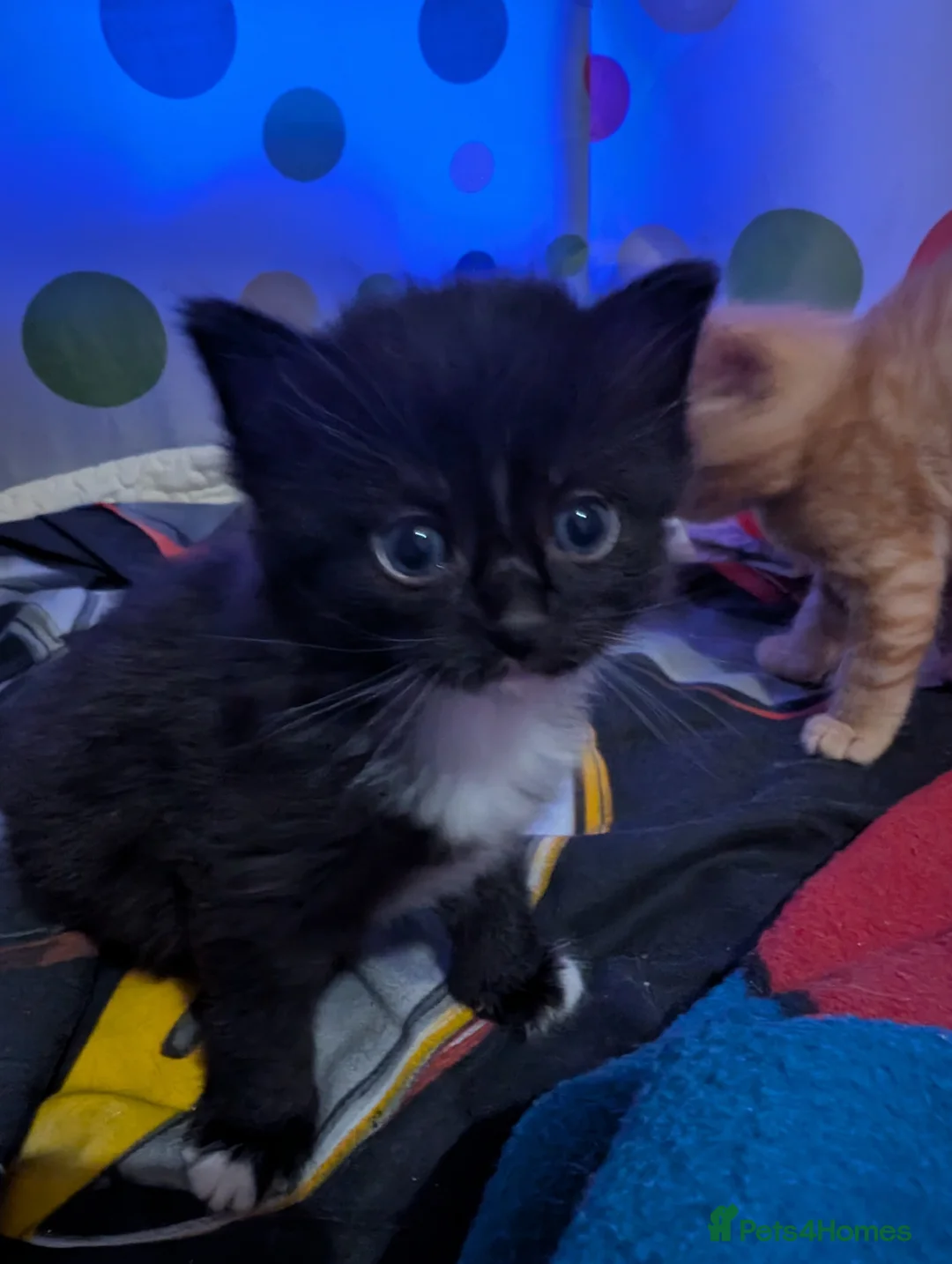 Mixed Breed cats for sale: Fluffy female and male kitten - Advert 2