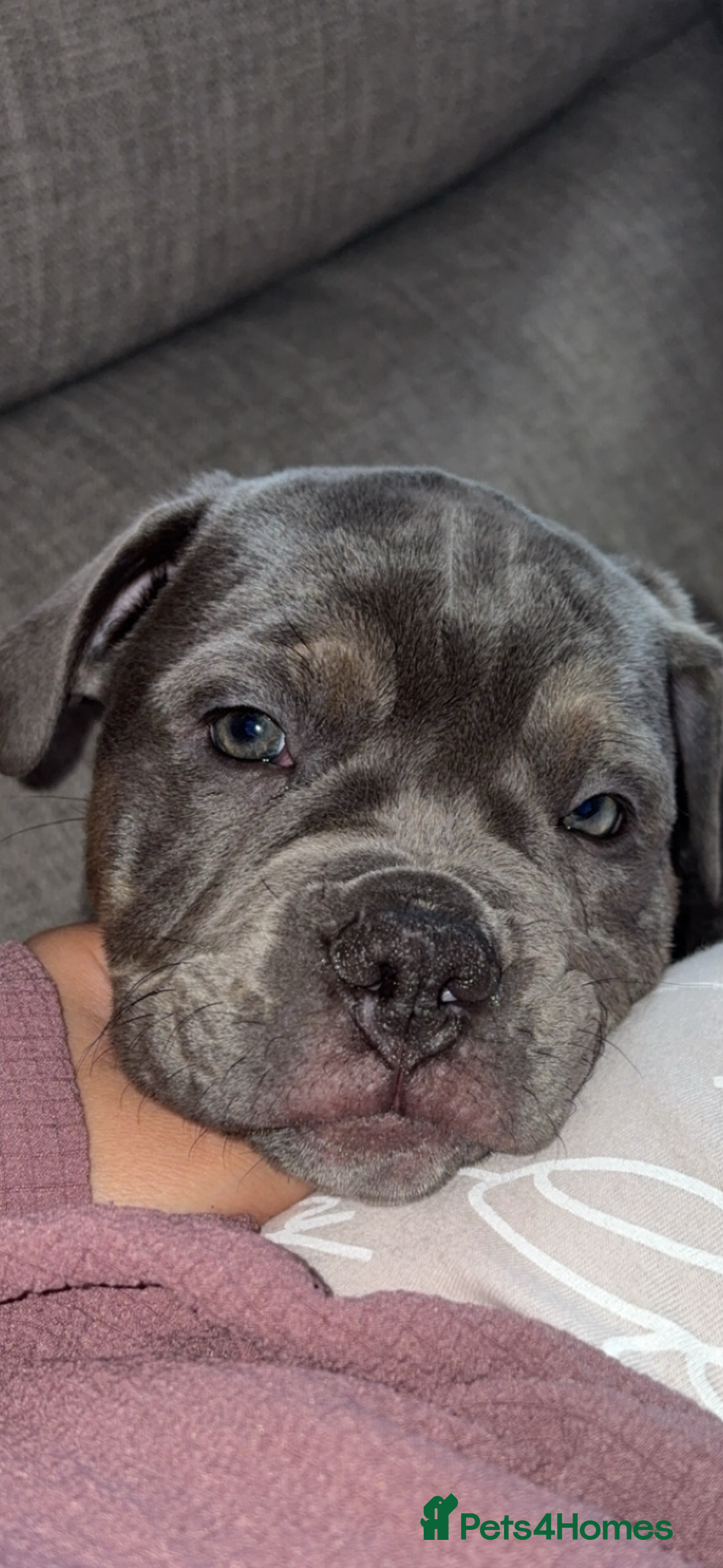 Old Tyme Bulldog dogs for sale: 12 week old beautiful old tyme English bulldog  - Advert 2