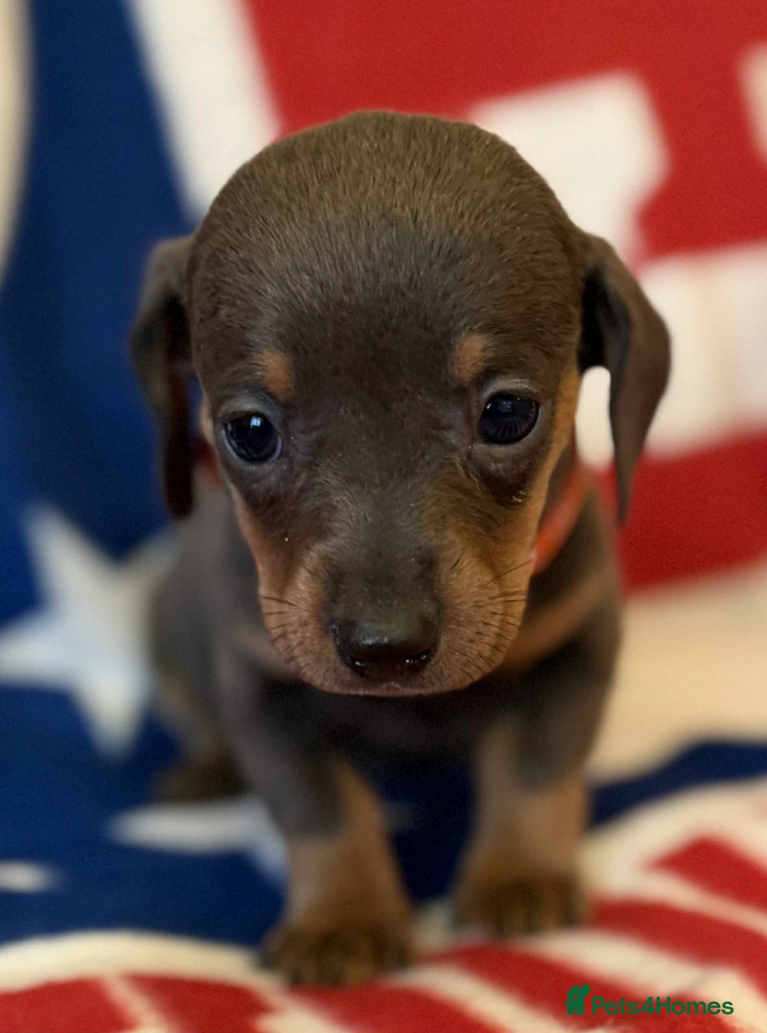 Dachshund dogs for sale: Beautiful Dachshund puppies - Advert 16