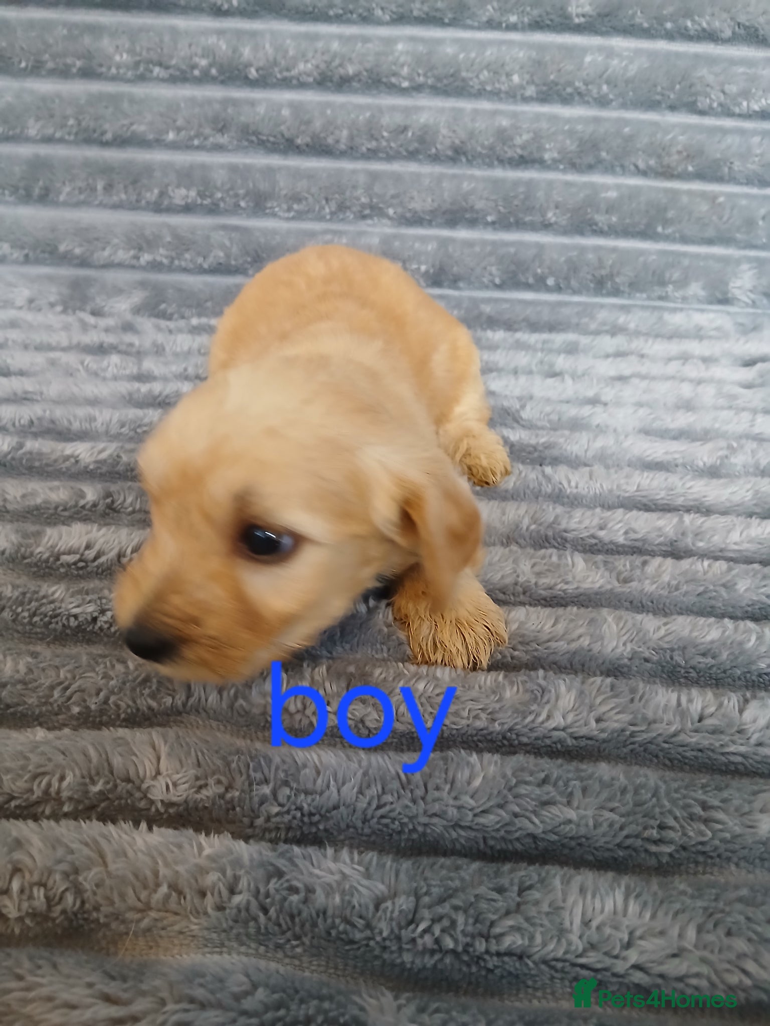 Mixed Breed dogs for sale: 8 dachshund x jack Russel puppies  in Henfield - Advert 16