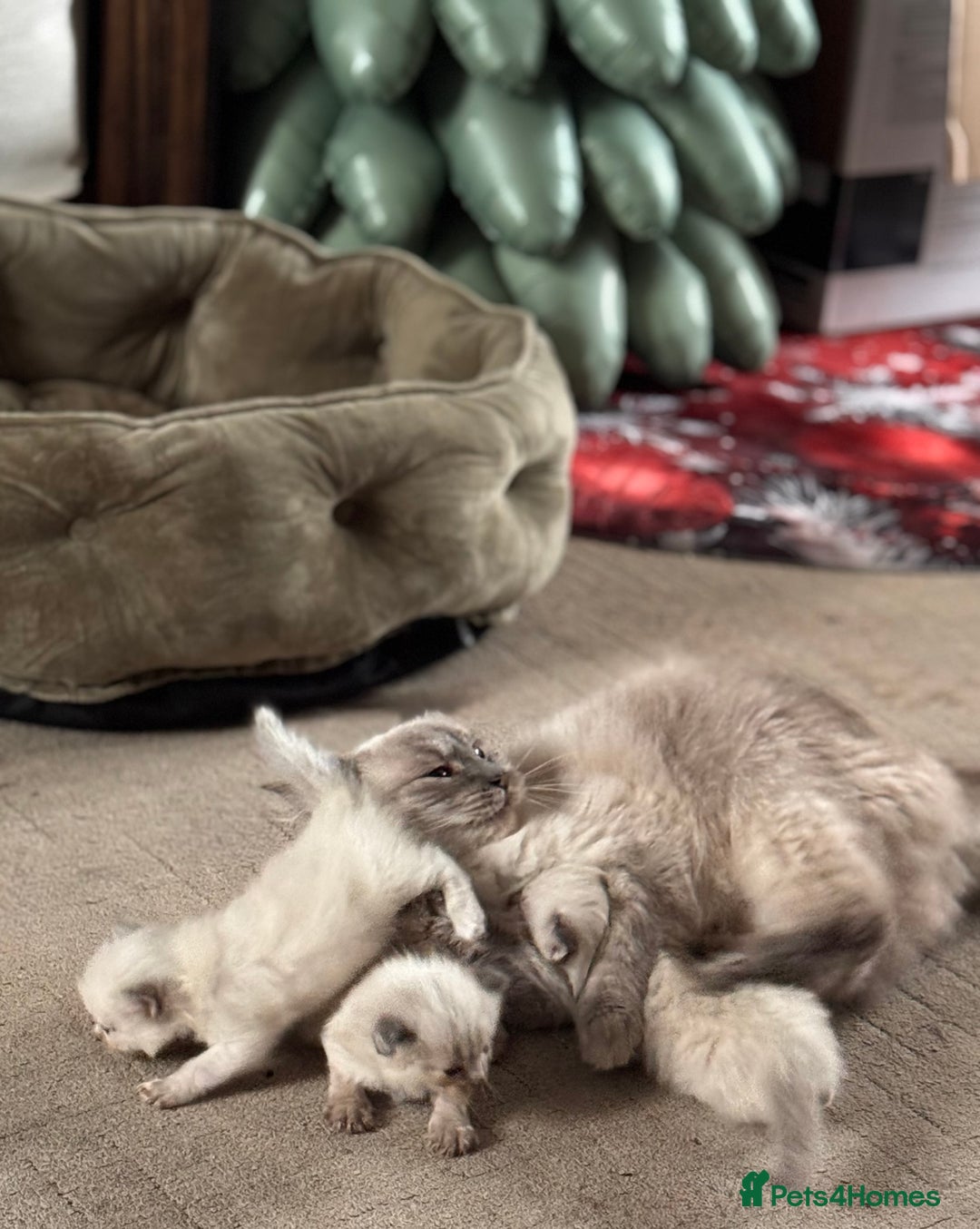 Ragdoll cats for sale: Ragdoll Kittens Looking for comfy Sofas 🐾 - Advert 3